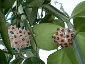 Hình ảnh hoa cẩm cù