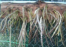 Kỹ thuật trồng và chăm sóc lan Long tu