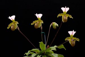 Cách phát hiện và điều trị bệnh cho lan hài - Slipper Orchid