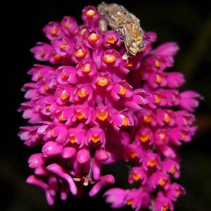 Chiêm ngưỡng 100 loại hoa lan tuyệt đẹp (Phần 1)
