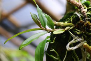 Giới thiệu một số giá thể trồng lan Hoàng Thảo - Ghép gỗ