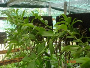 Giới thiệu một số giá thể trồng lan Hoàng Thảo - Dớn
