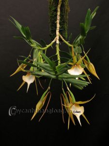 Hình ảnh các loài phong lan lạ và đẹp