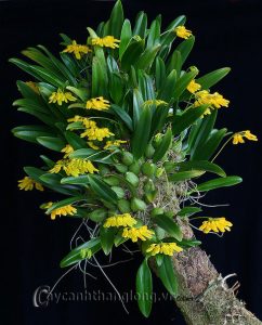 Hình ảnh các loài phong lan lạ và đẹp