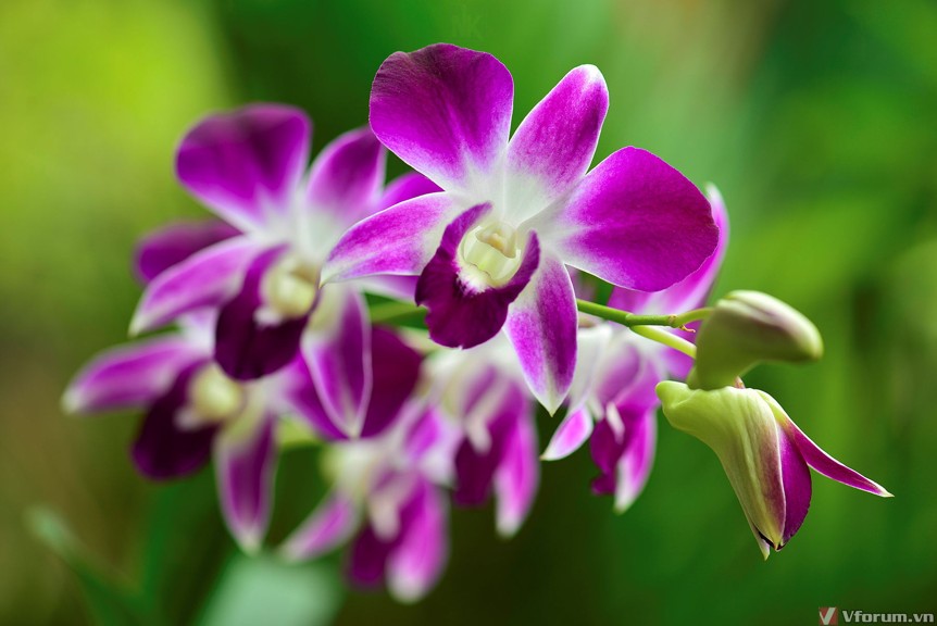 Hoa lan - Lan được coi là một trong những loài hoa đẹp nhất trên thế giới bởi vẻ đẹp quyến rũ và sự thanh cao, quý phái của nó. Hãy ngắm nhìn bức ảnh về những cánh hoa lan tuyệt đẹp để cảm nhận được độ tinh tế và hoàn hảo của chúng.