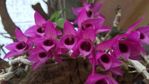 Cách trồng và chăm sóc hoa lan Trầm tím