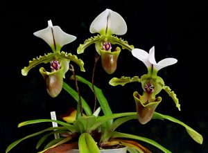 Cách phát hiện và điều trị bệnh cho lan hài - Slipper Orchid