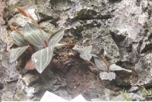 Quy trình trồng và chăm sóc cây lan Kim tuyến