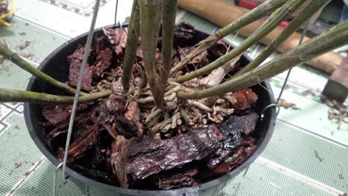 Hướng dẫn cách trồng lan vào chậu đơn giản Hướng dẫn cách trồng lan vào chậu đơn giản
