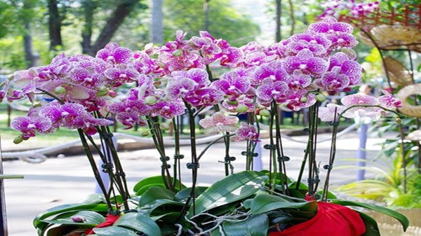 Process and How to plant Ho Diep orchid after playing Tet is simple