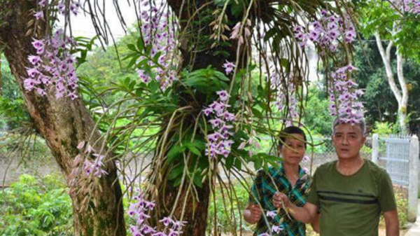 Top 10 vườn lan nổi tiếng nhất, đẹp nhất Việt Nam