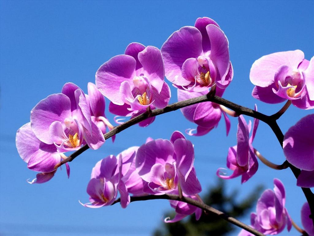 Khám phá với hơn 86 ảnh hoa lan đẹp nhất thế giới siêu hot ...
