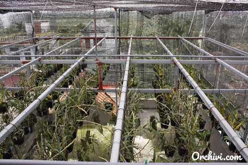 kinh nghiệm trồng lan trên sân thượng có mái tôn 7 bước thiết kế giàn lan