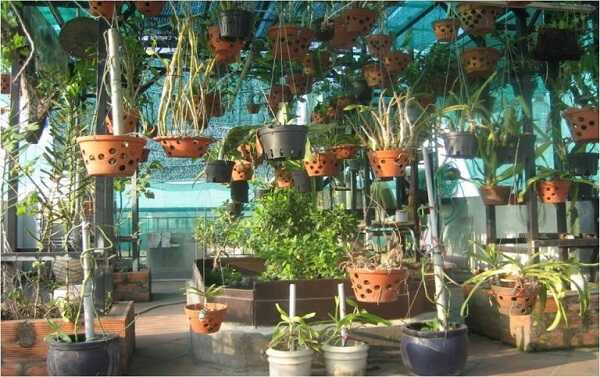 Độc đáo vườn lan tiền tỷ trên sân thượng của chàng trai Lê Mạnh Chung   VTVVN