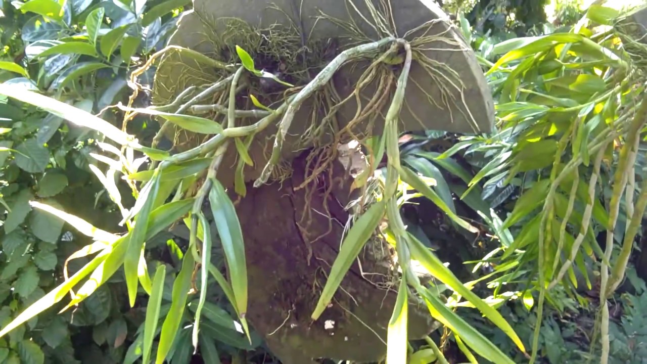 lan thân thòng 
