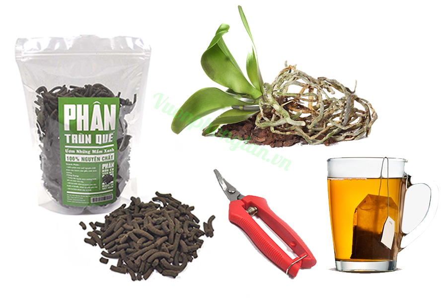 Cách dùng nước trà hồi phục rễ cho lan Phuc-hoi-re-lan-6