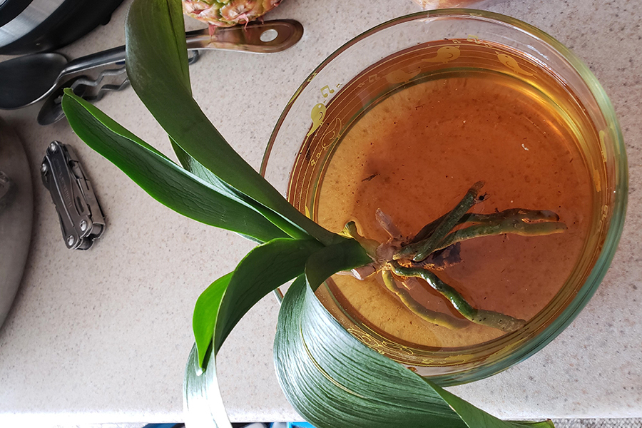 Cách dùng nước trà hồi phục rễ cho lan Phuc-hoi-re-lan-8