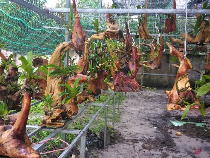 thuật ngữ chơi lan